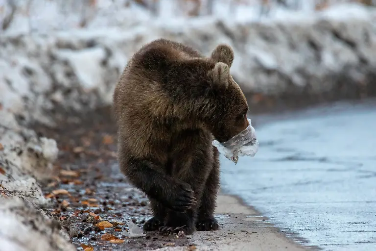 Poor Bear, by Udvardi Jeno